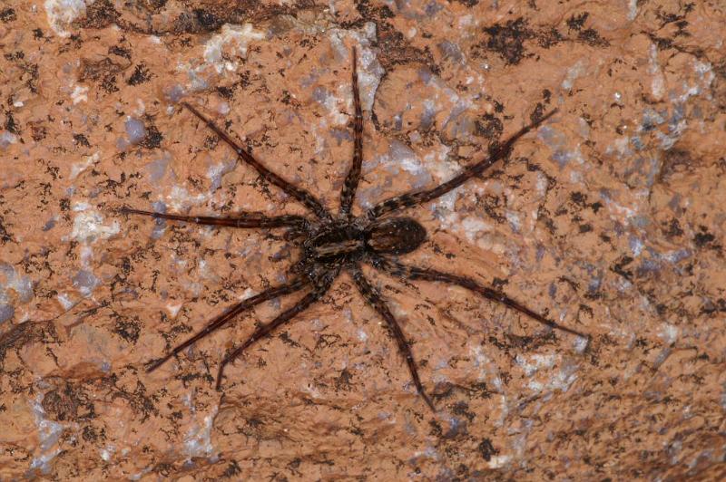 Dolomedes_ZZ321_D3596_Z_89_Mt Augustus_Australie.jpg